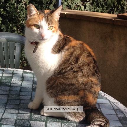 Photo 1/1 Bella Chat lost in Carpentras