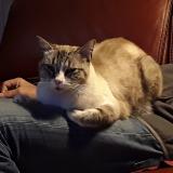 Picture of cat lost at Bruges