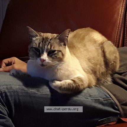 Photo 1/1 Hume Chat lost in Bruges