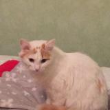 Picture of cat lost at Mornant