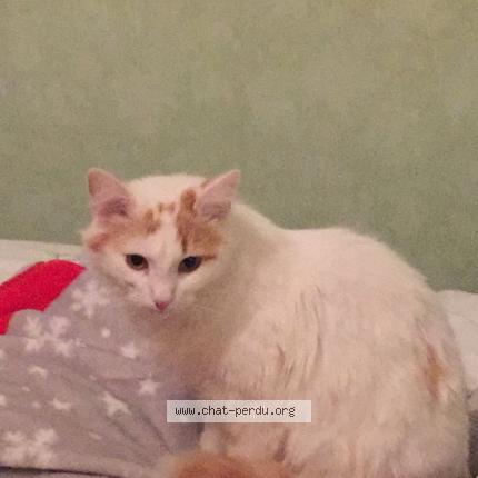 Photo 1/1 Moon Chat lost in Mornant