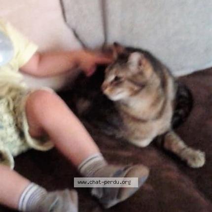 Photo 1/1 Kitty Chat lost in Paillet