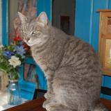 Picture of cat lost at St Medard En Jalles