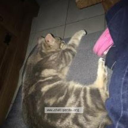 Photo 1/1 Velours Chat lost in Lencloitre