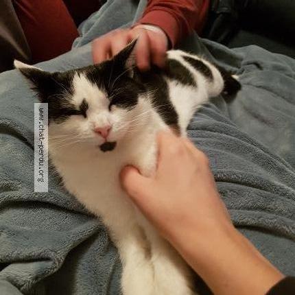 Photo 1/1 Oreo Chat lost in Mainvilliers seresville