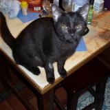 Picture of cat lost at Sauvagnon