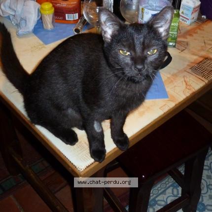 Photo 1/1 PEPINA Chat lost in Sauvagnon