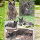Picture of cat lost at Claye Souilly