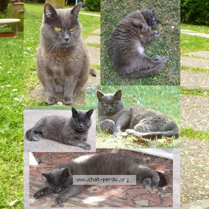 Photo 1/1 LINUS Chat lost in Claye souilly