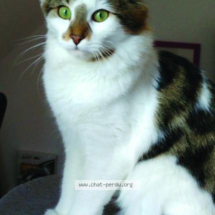 Photo 1/1 Zeus Chat lost in Le coudray