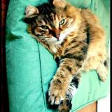 Picture of cat lost at Beaurains