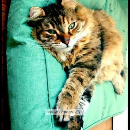 Photo 1/1 Bahkti Chat lost in Beaurains