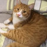 Picture of cat lost at Toulouse Pont Des Demoiselles