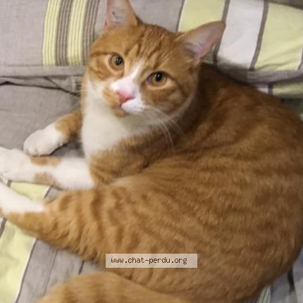 Photo 1/1 MARLEY Chat lost in Toulouse pont des demoiselles