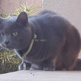 Picture of cat lost at Port De Bouc