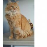 Picture of cat lost at Sailly
