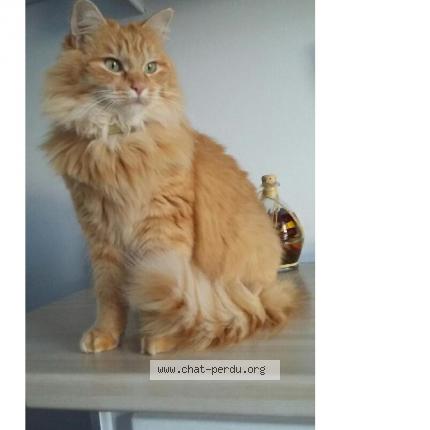 Photo 1/1 MARIN Chat lost in Sailly