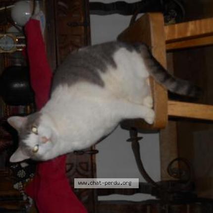 Photo 1/1 BEBE Chat lost in Caen