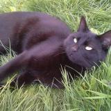 Picture of cat lost at Hem