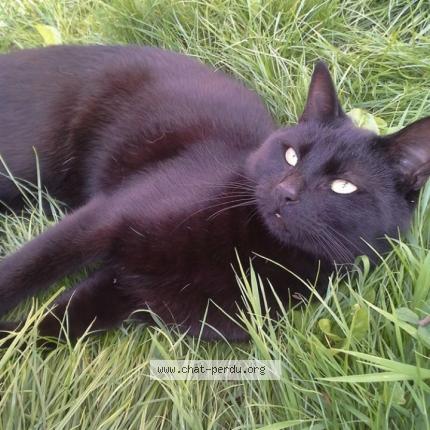 Photo 1/1 Pitch Chat lost in Hem