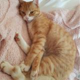 Picture of cat lost at Cers