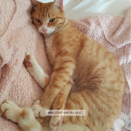 Photo 1/4 TIGROU Chat lost in Cers
