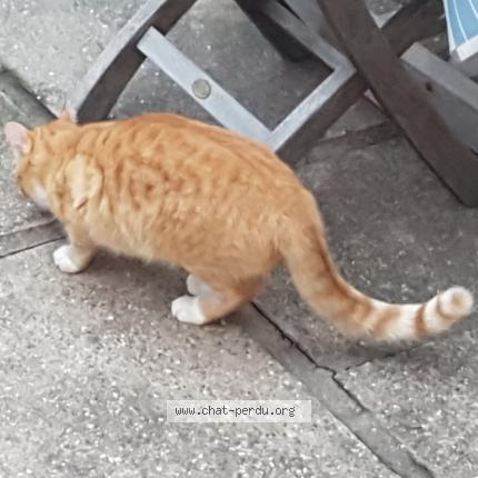 Photo 2/4 TIGROU Chat lost in Cers