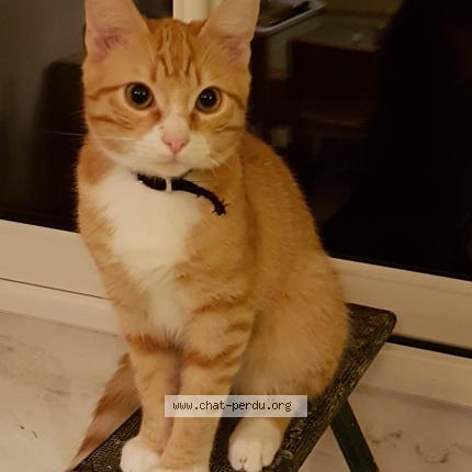 Photo 3/4 TIGROU Chat lost in Cers