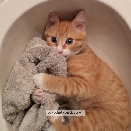 Photo 4/4 TIGROU Chat lost in Cers