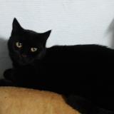 Picture of cat lost at Ploudalmezeau