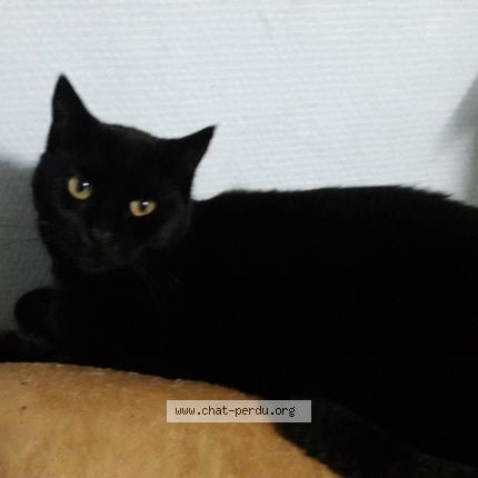 Photo 1/1 ILIA Chat lost in Ploudalmezeau