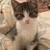 Picture of cat lost at St Ouen