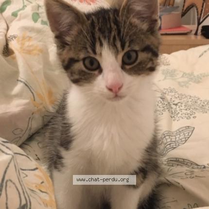 Photo 1/1 Hasni Chat lost in St ouen