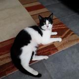 Picture of cat lost at Poissy