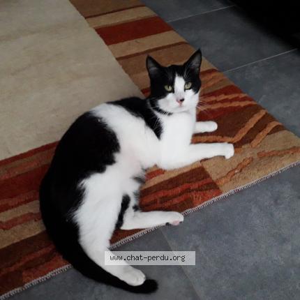 Photo 1/1 Pralinette anciennement Nadia Chat lost in Poissy