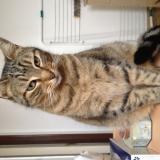 Picture of cat lost at Septemes Les Vallons