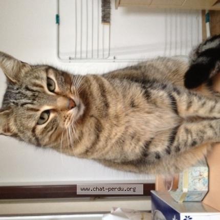 Photo 1/1 MINETTE Chat lost in Septemes les vallons