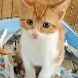 Picture of cat lost at Thuir