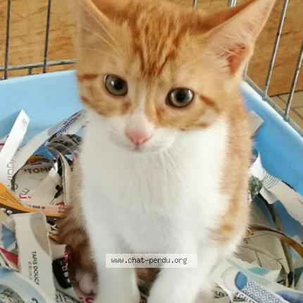 Photo 1/1 Cannelle Chat lost in Thuir