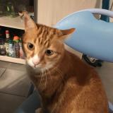 Picture of cat lost at Soustons