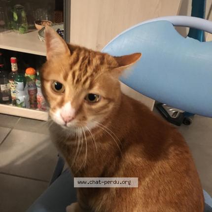Photo 1/1 Isidor Chat lost in Soustons