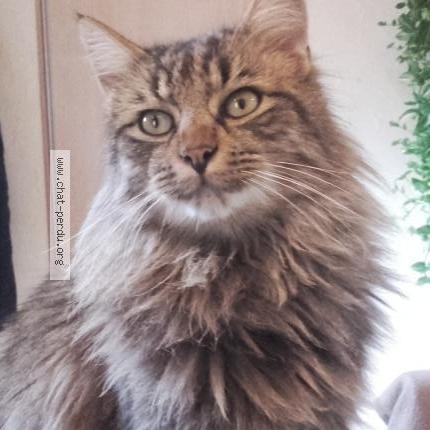 Photo 1/1 Seppi Chat lost in Le vast