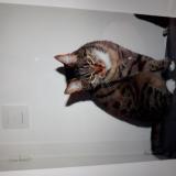 Picture of cat lost at Bruges