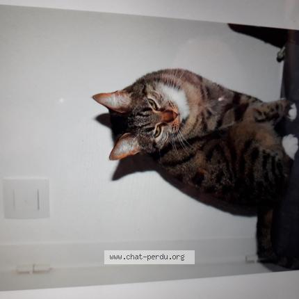 Photo 1/1 Caline Chat lost in Bruges