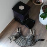 Picture of cat lost at Saint Nazaire