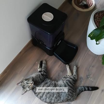 Photo 1/1 Polo Chat lost in Saint nazaire