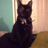 Picture of cat lost at Saint Avertin