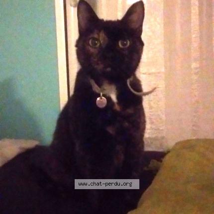 Photo 1/1 Kali Chat lost in Saint avertin