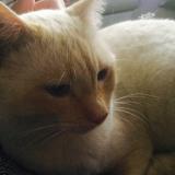 Picture of cat lost at Mantes La Jolie