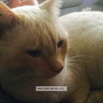 Photo 1/1 Tago Chat lost in Mantes la jolie